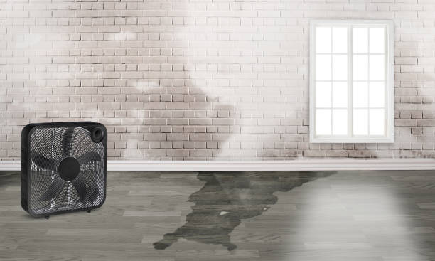 Best Flood restoration services  in Nellysford, VA